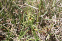 Schoenoplectus juncoides